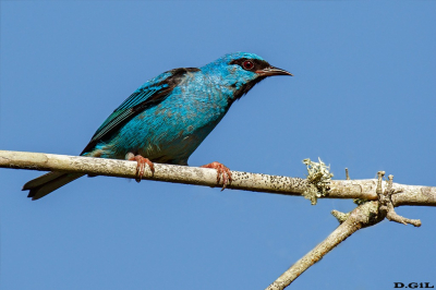 SAÌ AZUL (Dacnis cayana)